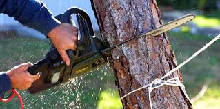 Best Emergency Tree Removal  in Crownsville, MD