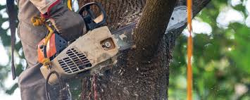 Best Tree Cabling and Bracing  in Crownsville, MD