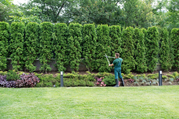 Best Lawn Disease Treatment  in Crownsville, MD