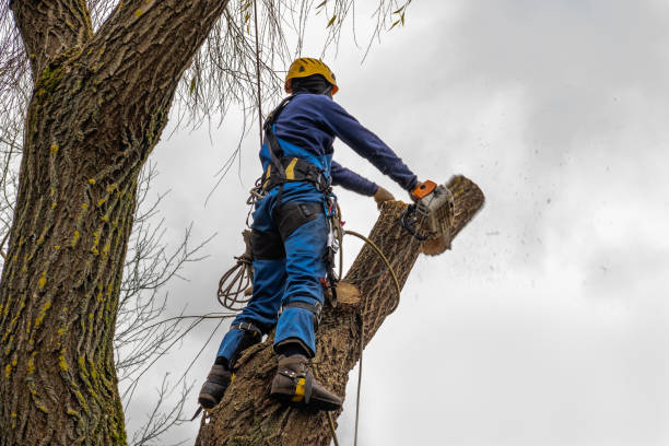 Best Seasonal Cleanup (Spring/Fall)  in Crownsville, MD