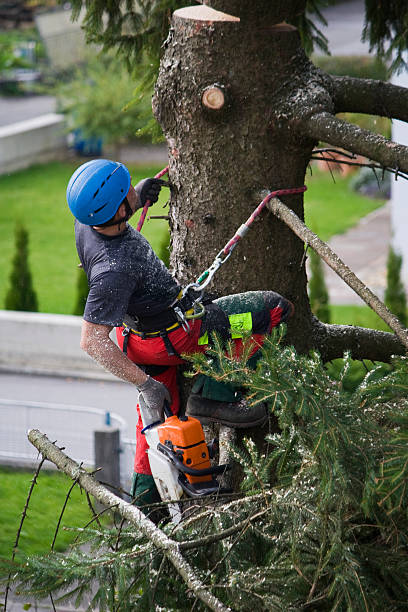 Best Lawn Pest Prevention  in Crownsville, MD