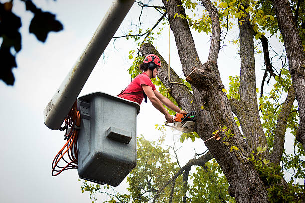Professional Tree Removal in Crownsville, MD