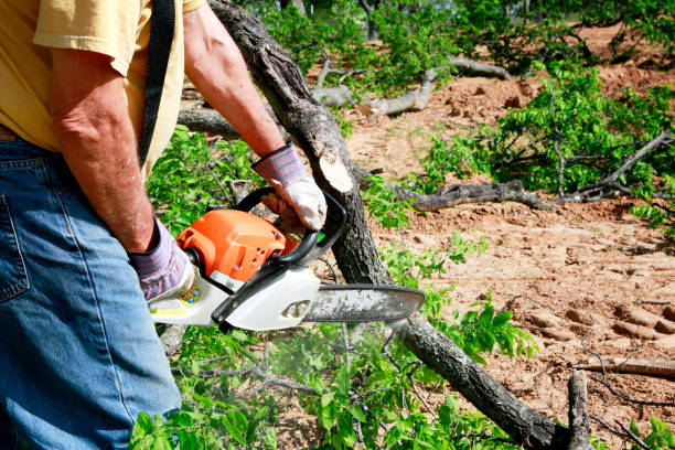 Best Tree Removal  in Crownsville, MD